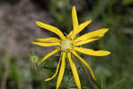 Pineland false sunflower